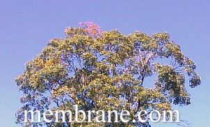 Leaf Damage and Dying Tree From Ozone 
Polution